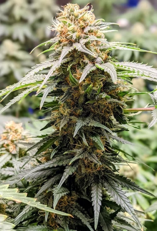 Lords Of Weed