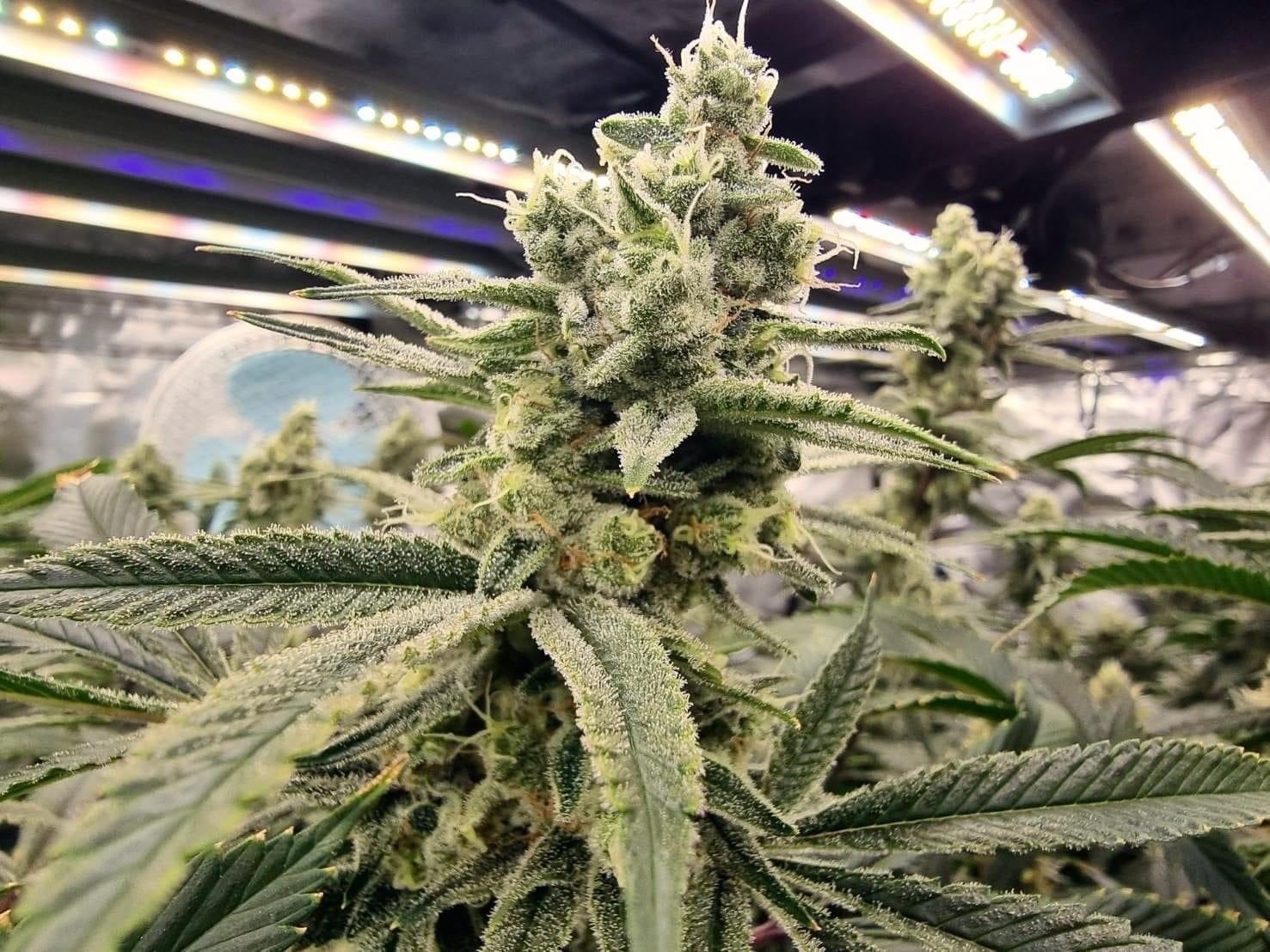OG Monkey Farm
