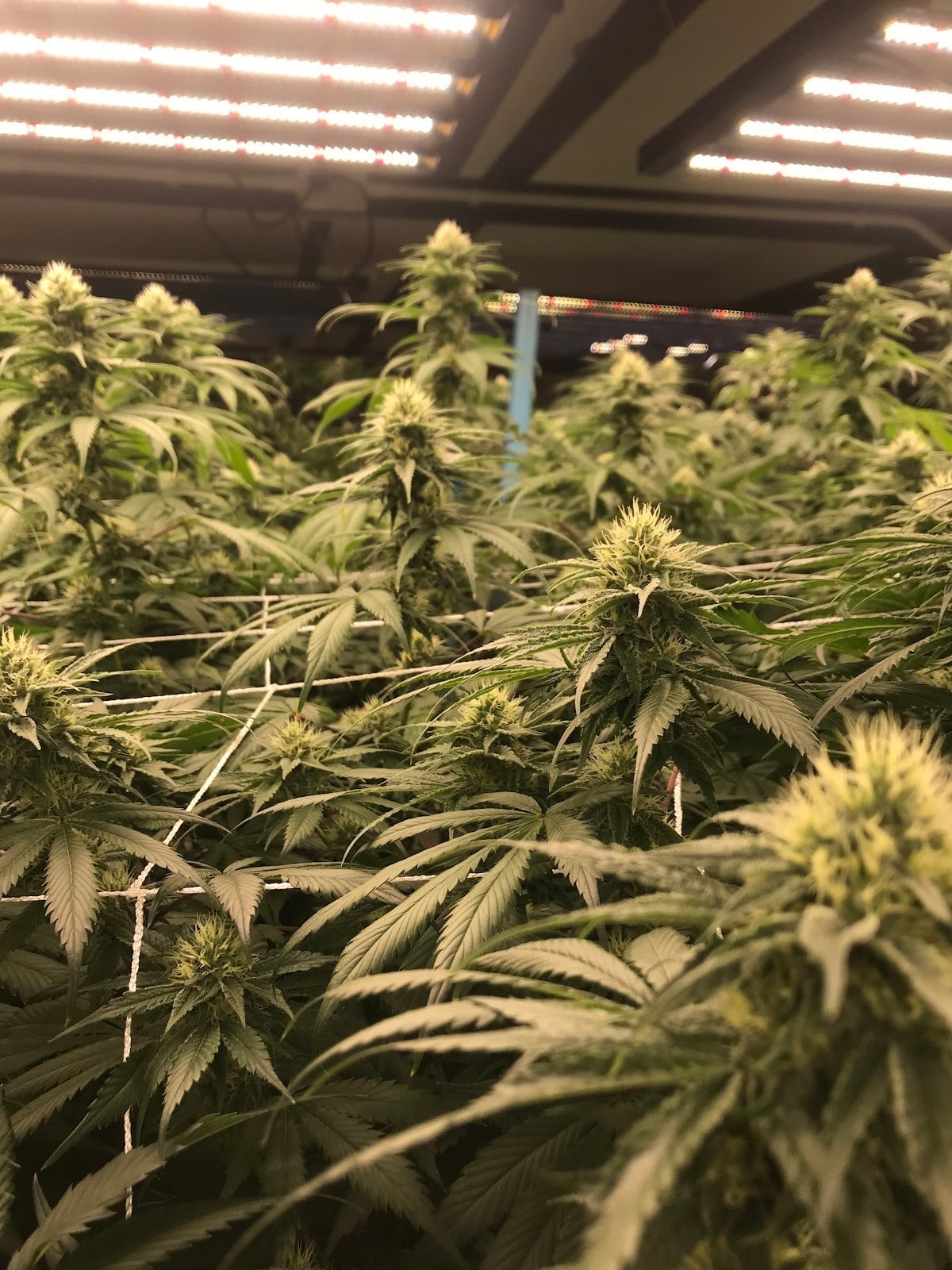 Canchana Cannabis