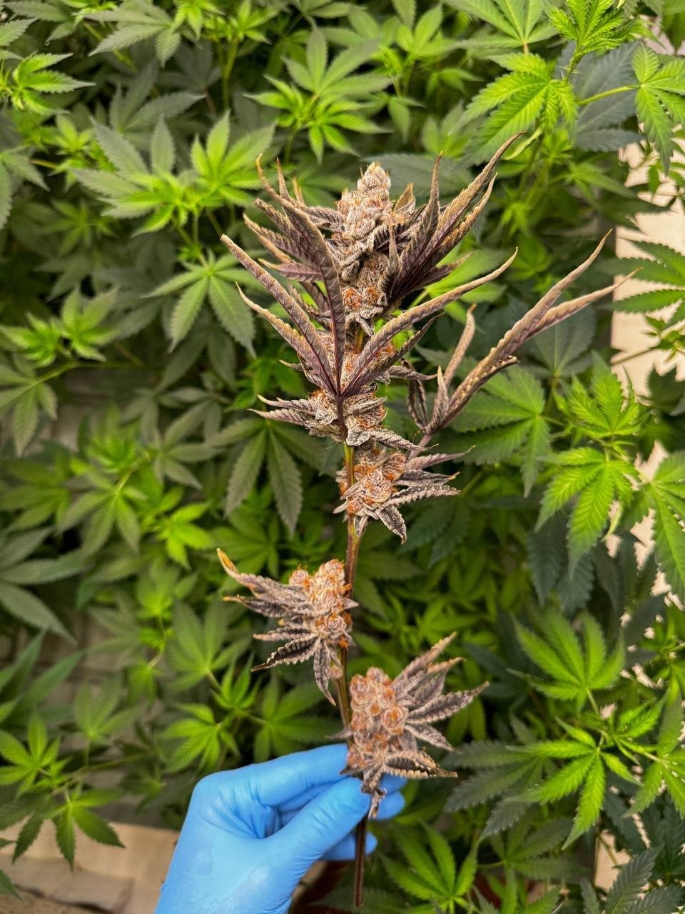 Cannabis Island