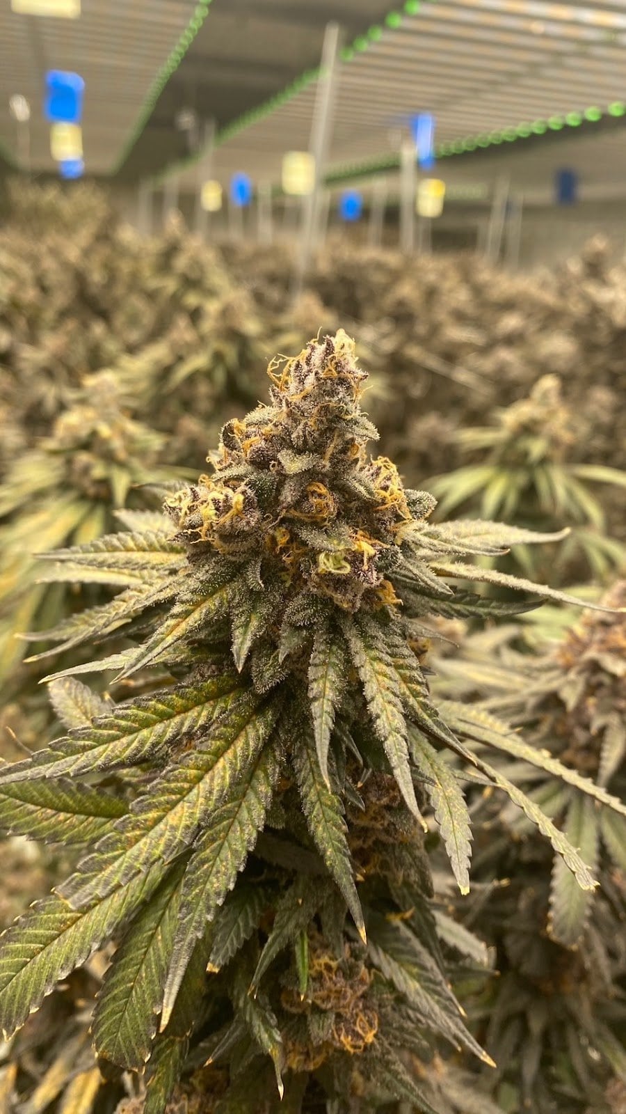 Cannibis Castle