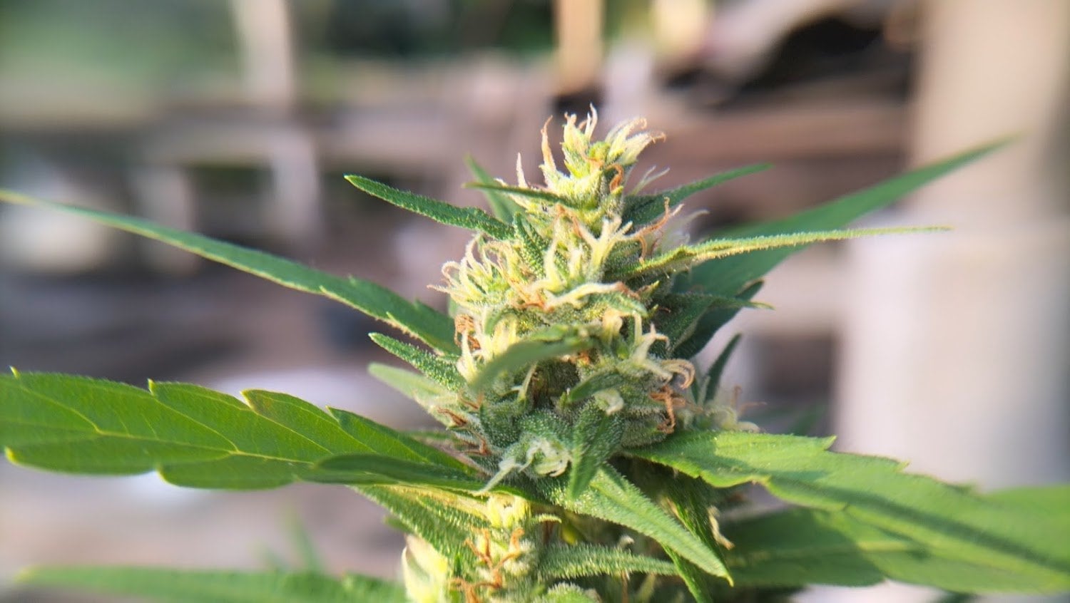 Jonecannabis