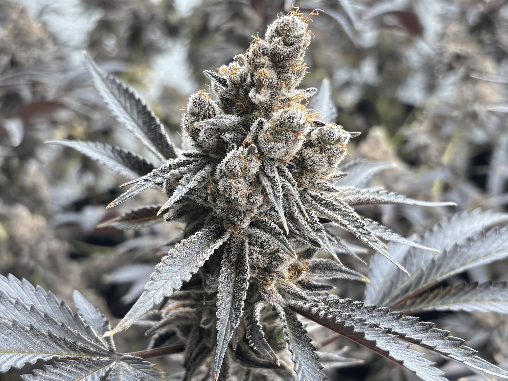 Cannabis Anbau Leipzig e.V