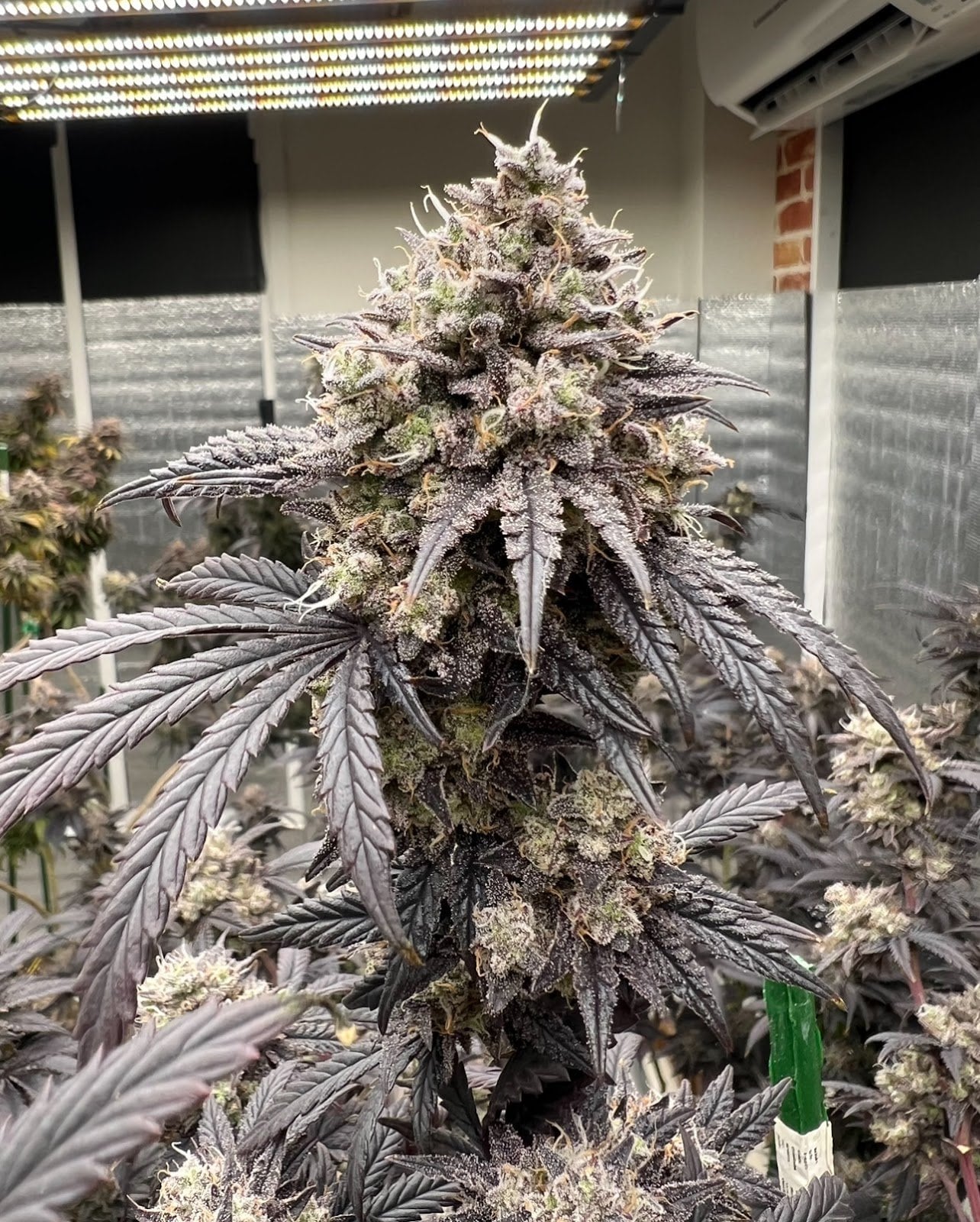 The God Flower