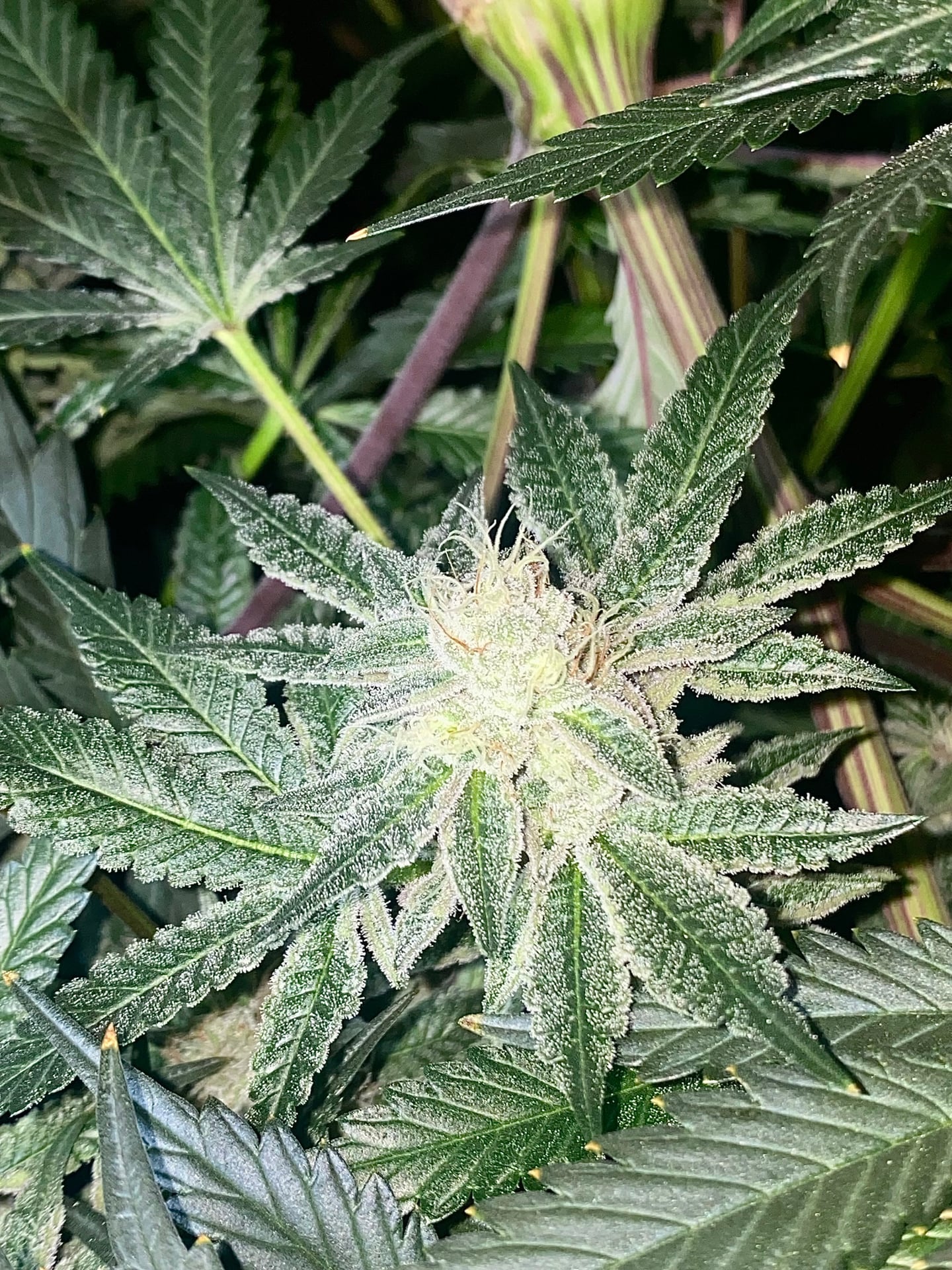 Blaze Mary Cannabis