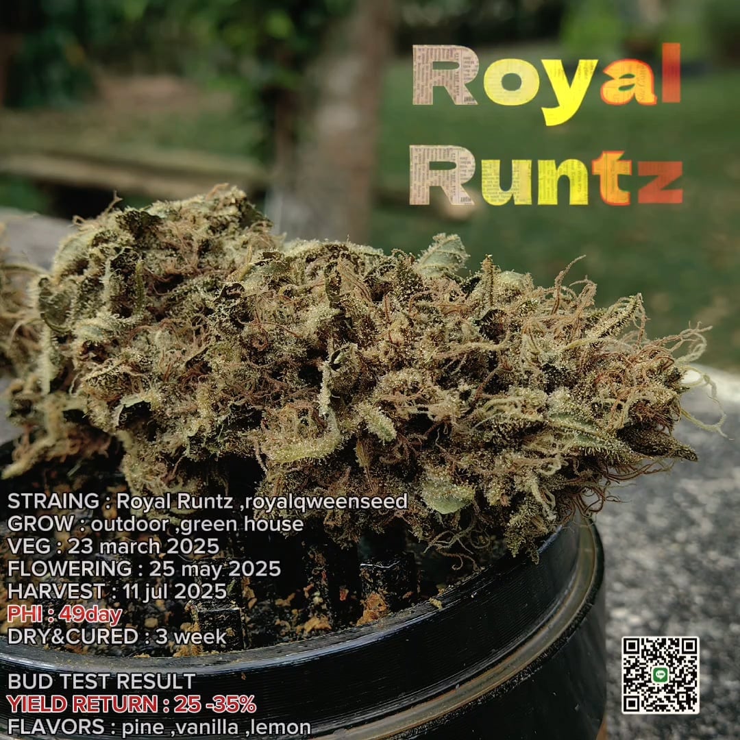 Dinlan Cannabis