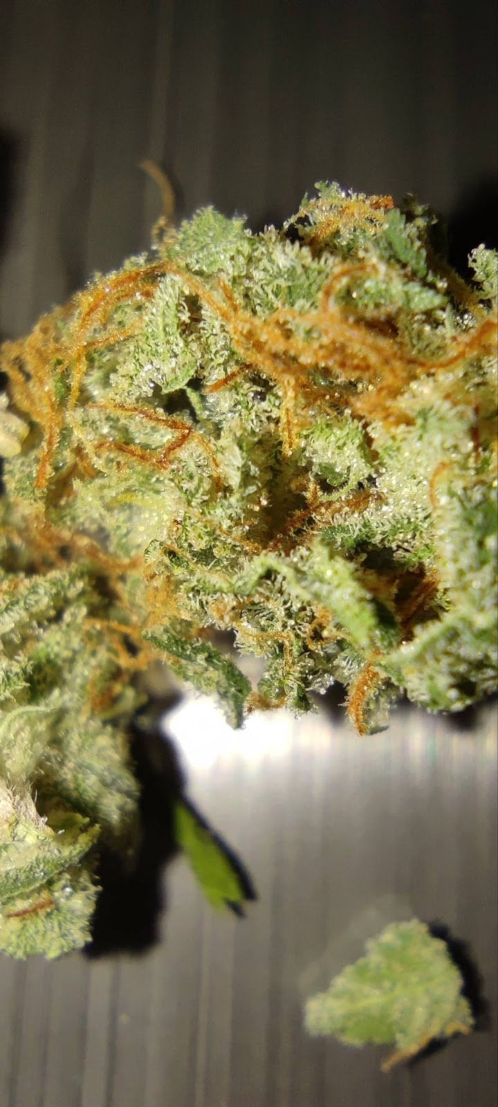 Cannabey's