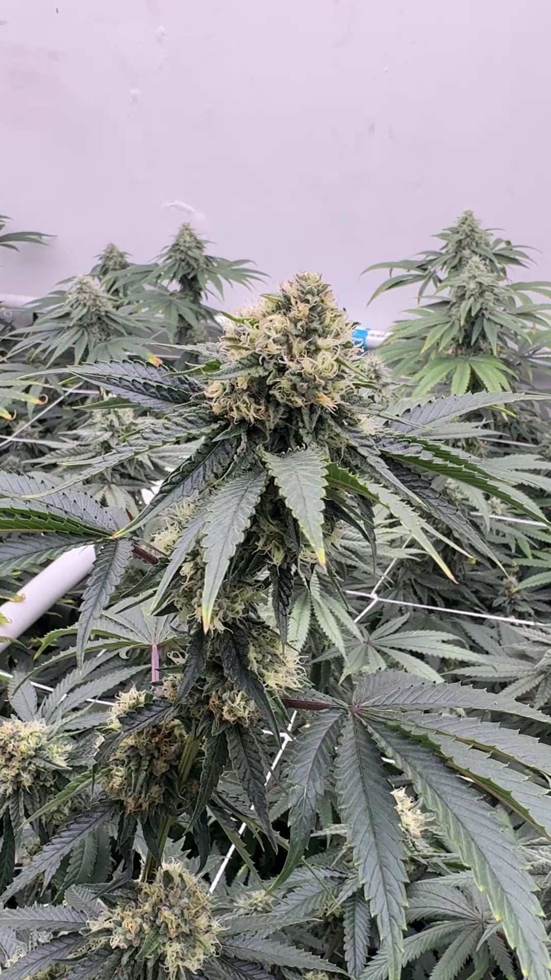 Cannabis Weed Green Duck