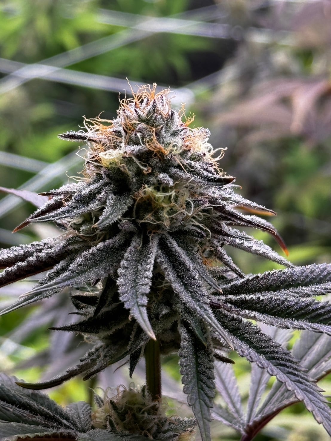 Seeyou Cannabis