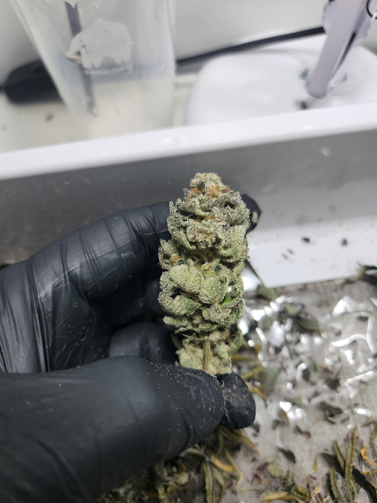 Iconic Cannabis