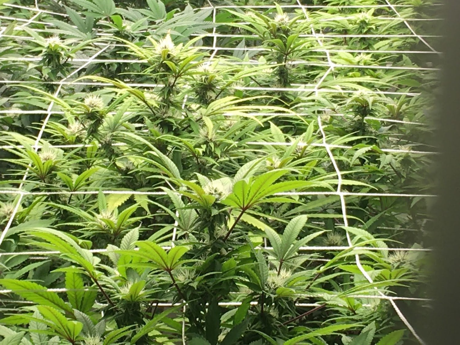 KT Cannabis Cafe & Farm In Chonburi