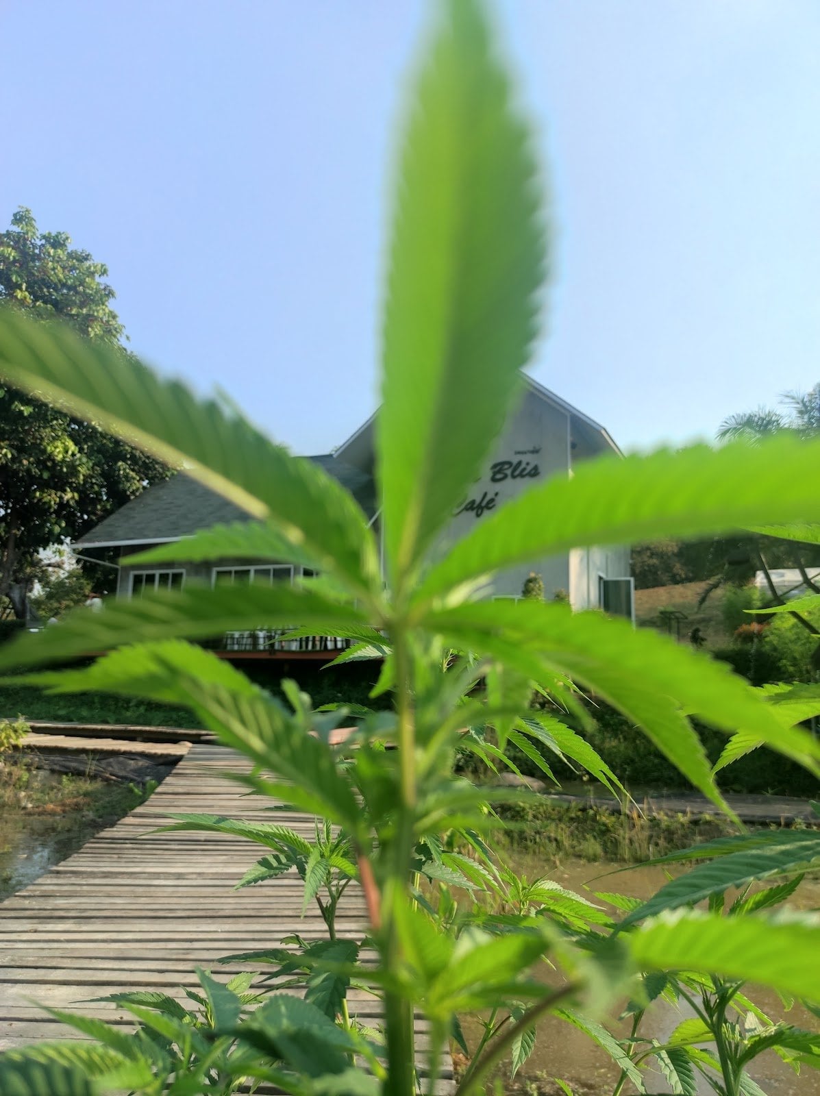 Cannablis Café Chiangrai