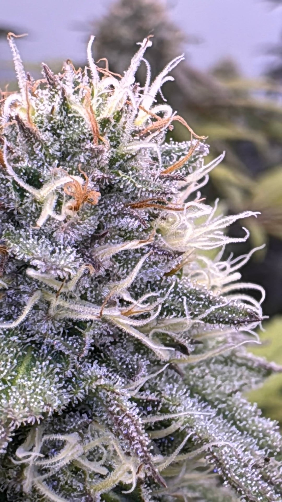 Family Weed Farm