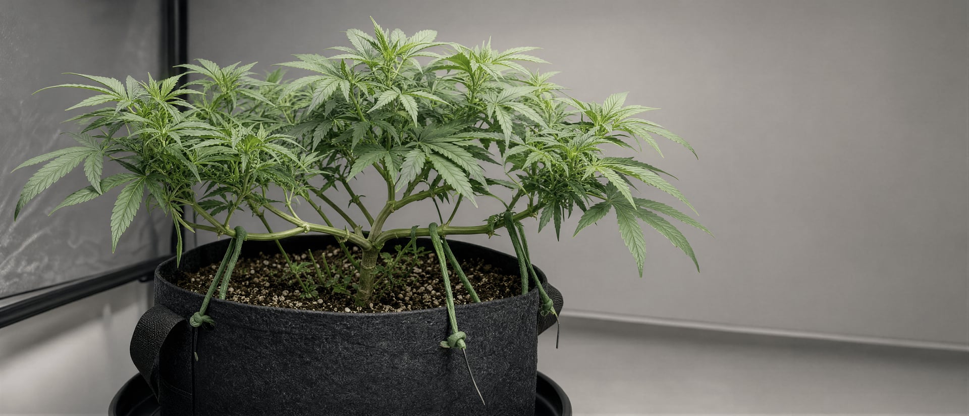 Cannabis metszési és lombtalanítási technikák: útmutató