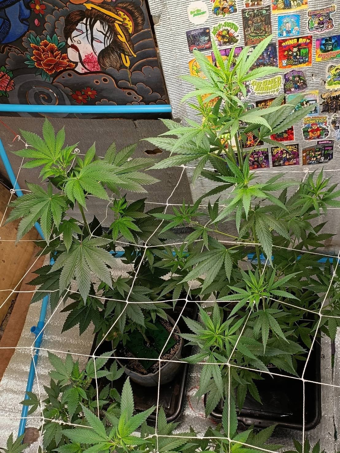 Bang Tang Og Shop..{ }