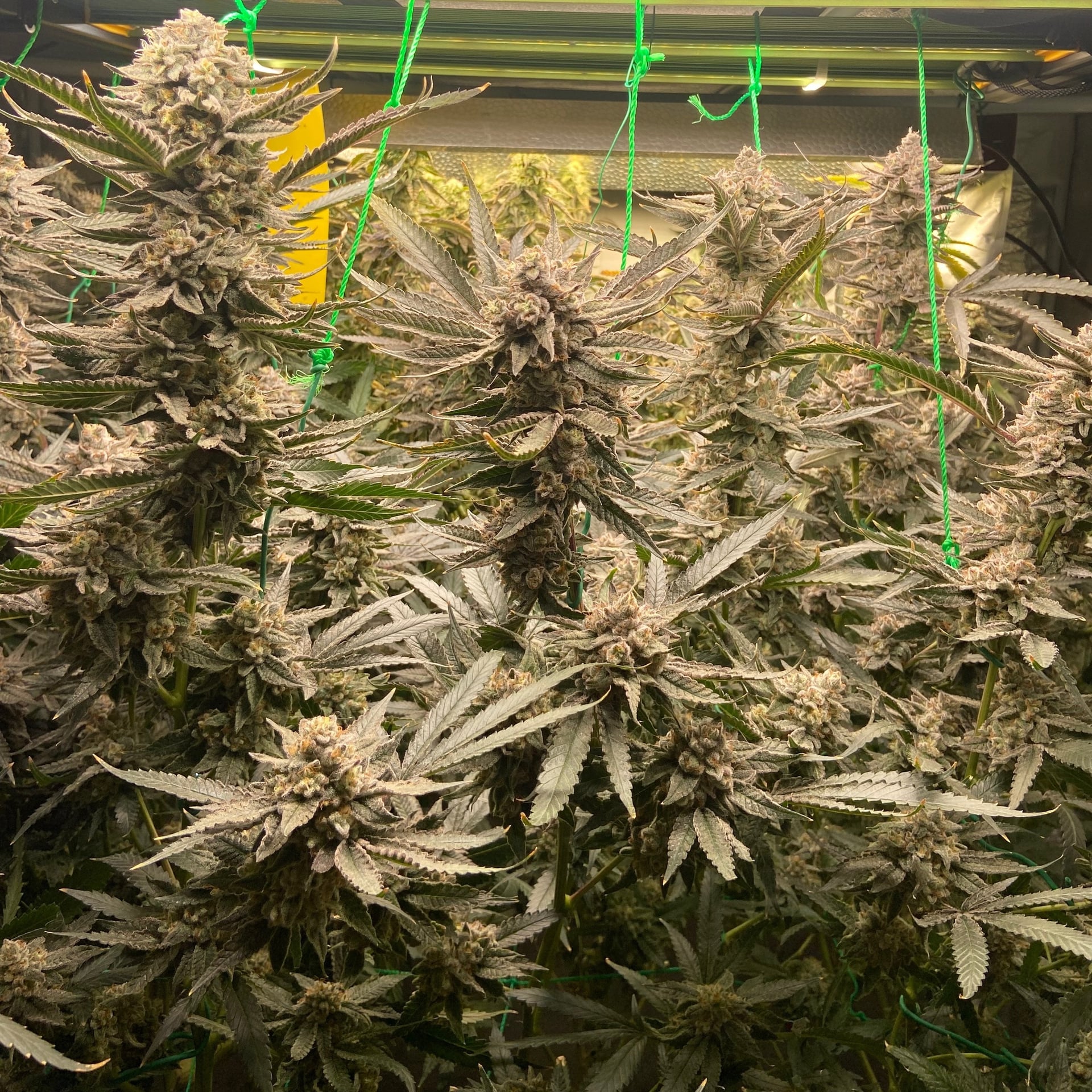 Mahamao Cannabis I Delivery Only