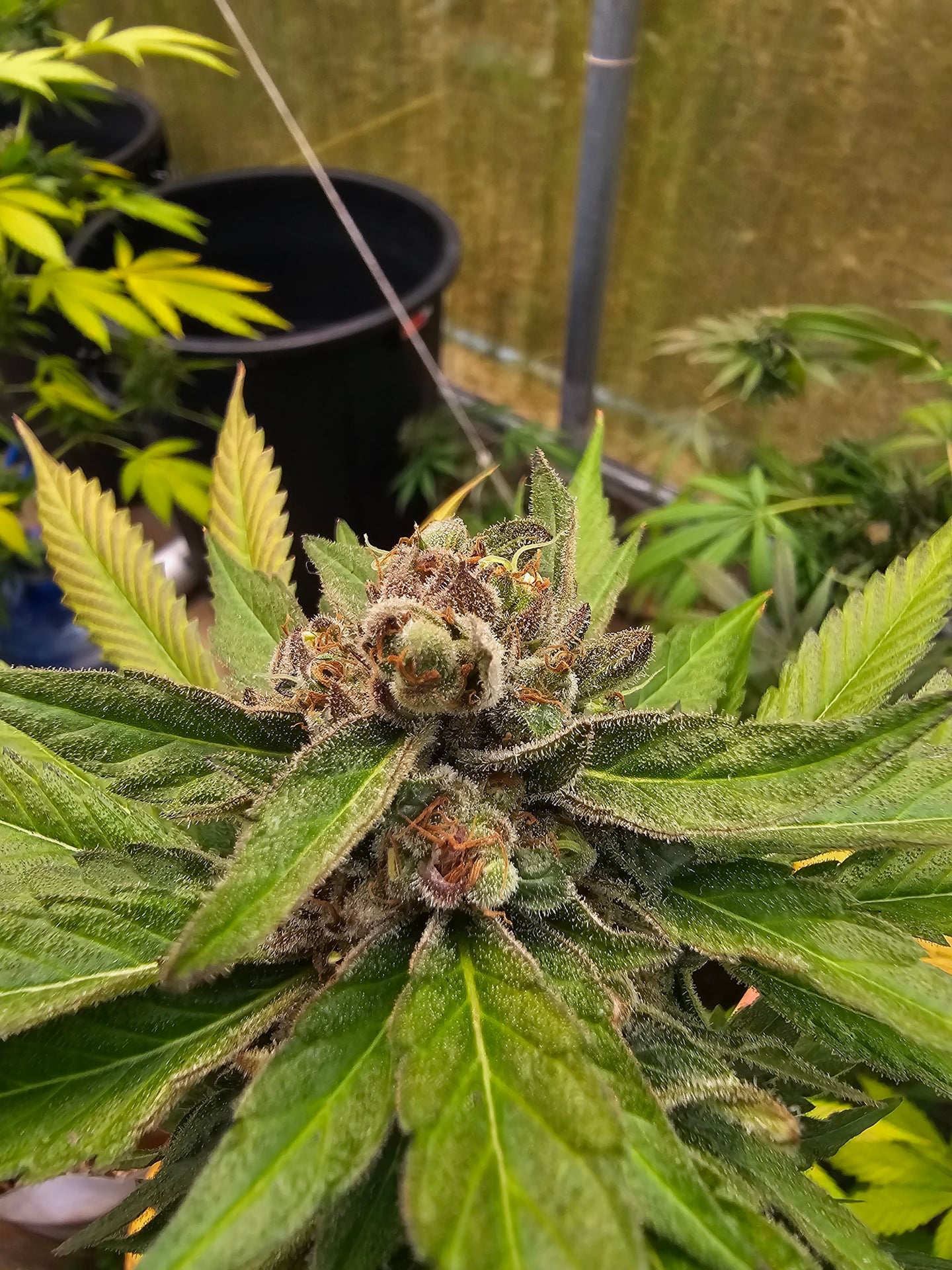 High Harvest
