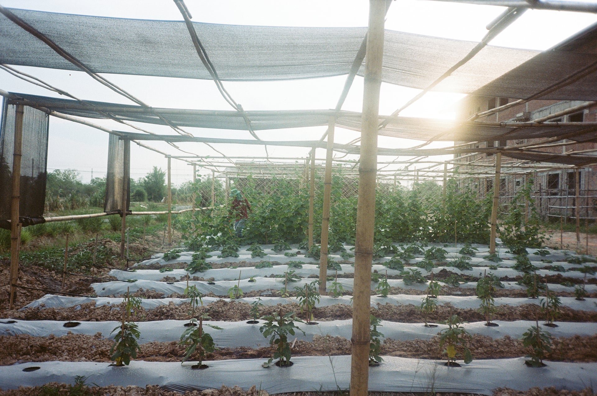 Mak Bud Farm