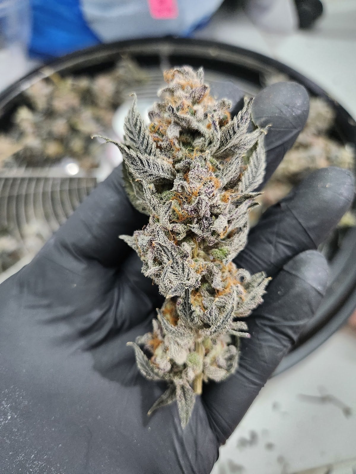 Iconic Cannabis
