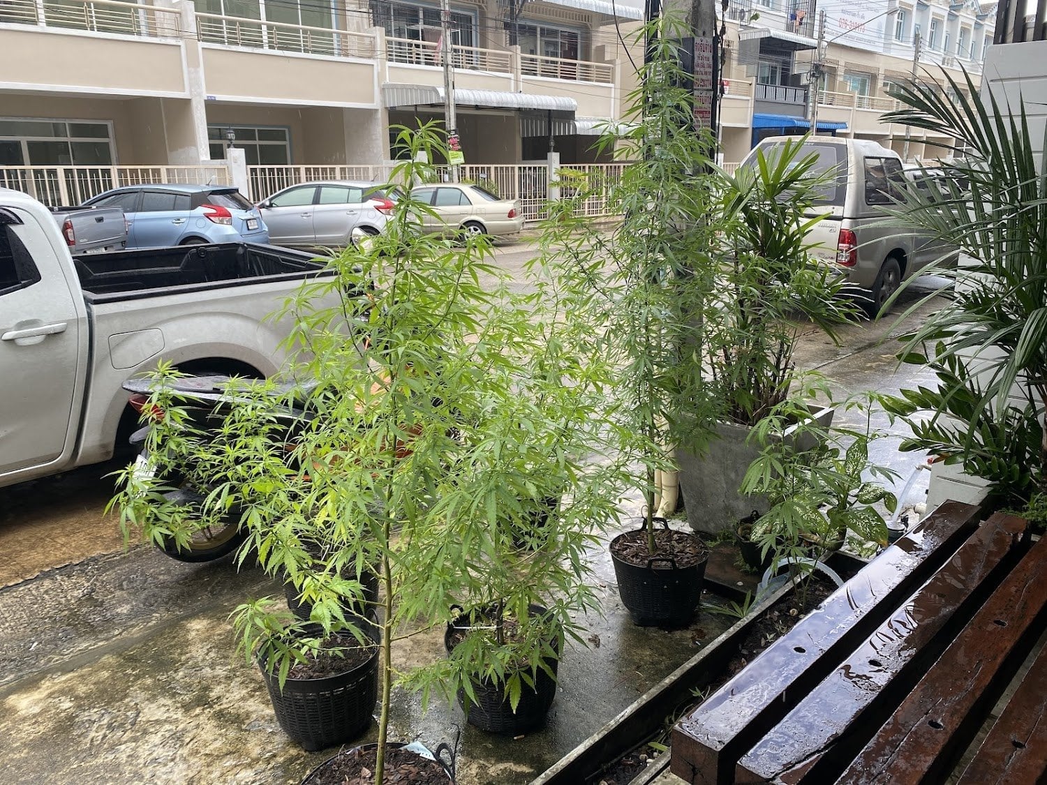 The Weed World
