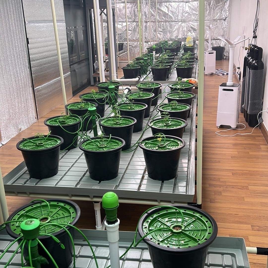 Golden Smile Exotics