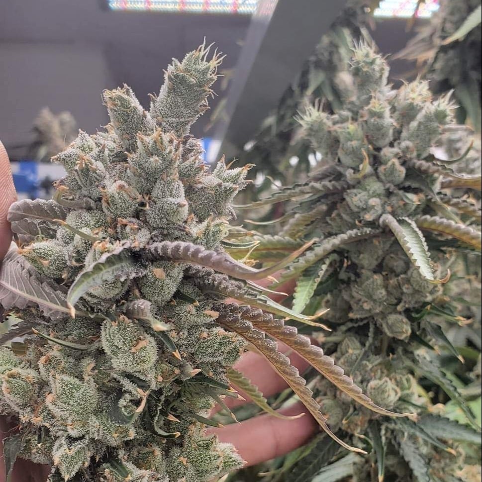 Vinaweed Horticulter