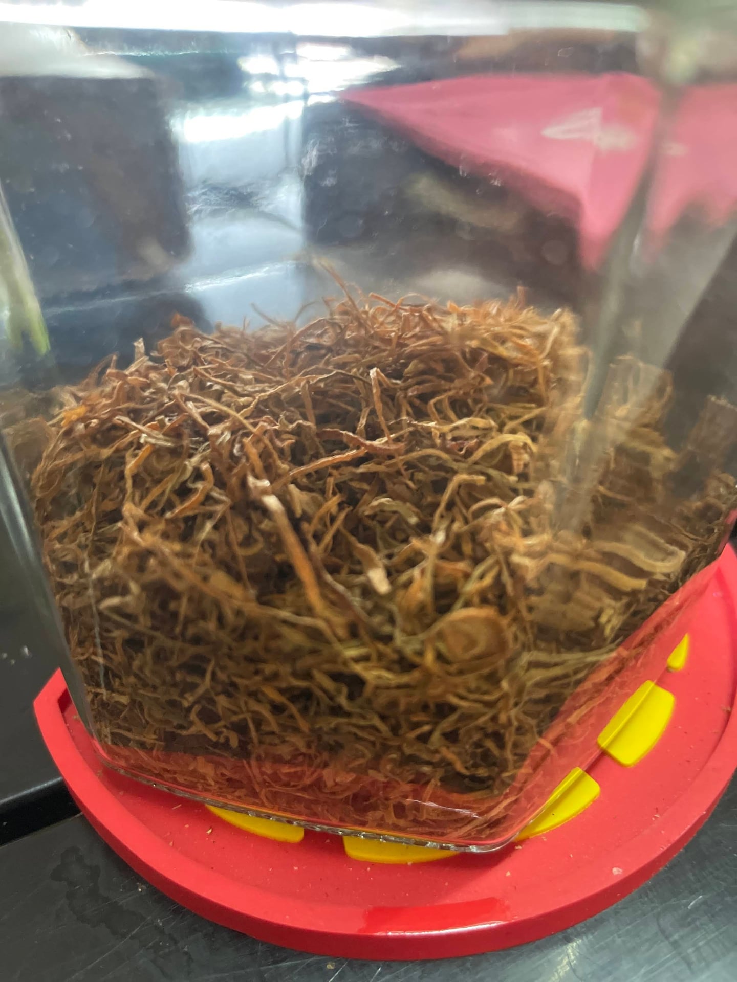 Monkkush Genetix