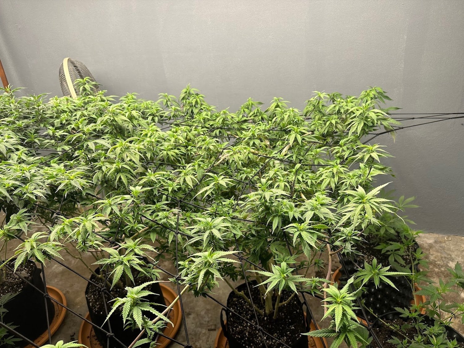 Chopper Og