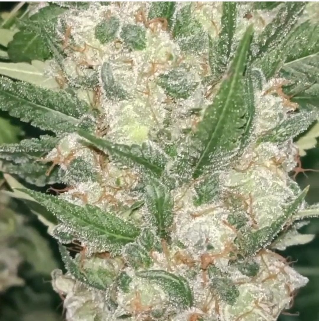 Green Tiger Cannabis
