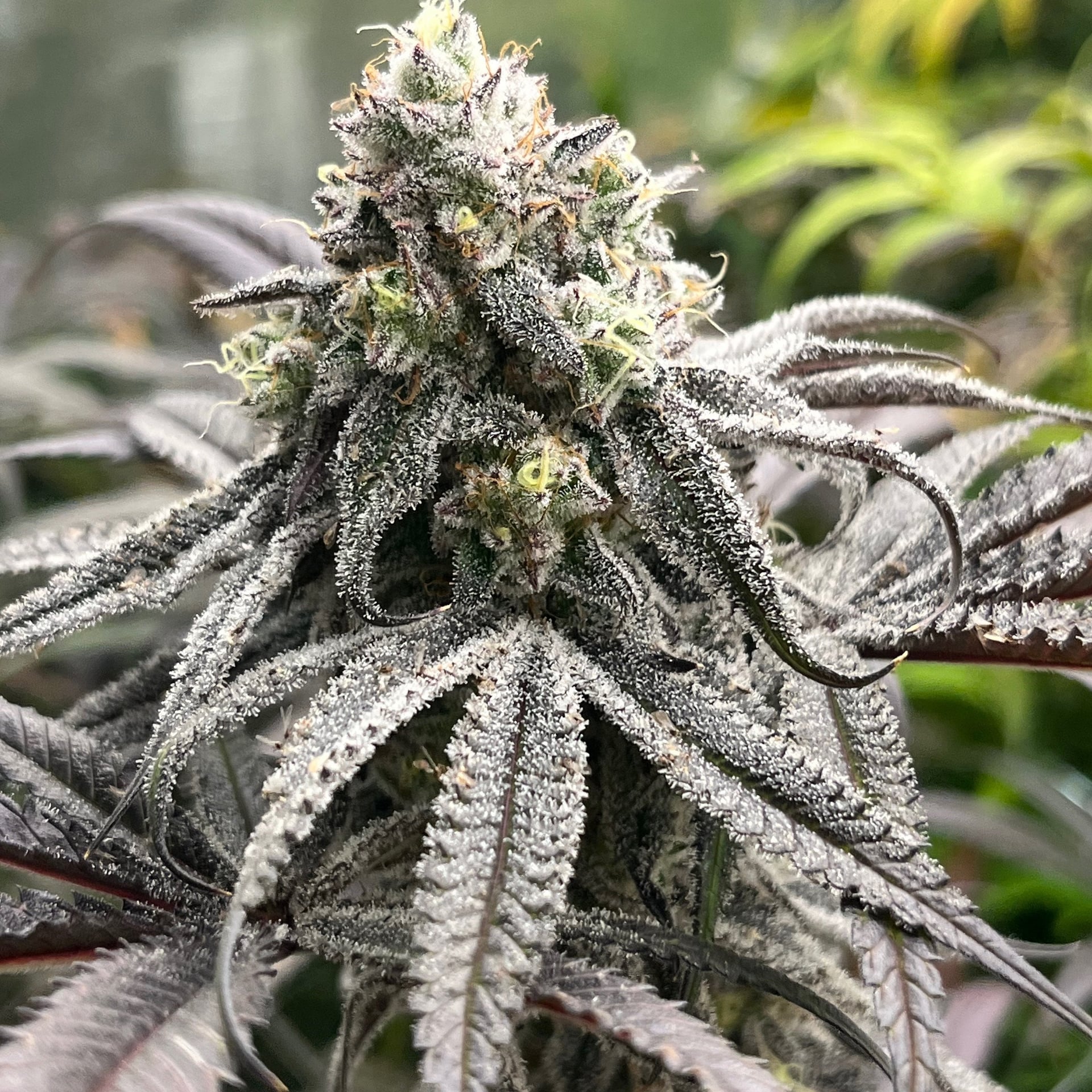 Grapes High Grade