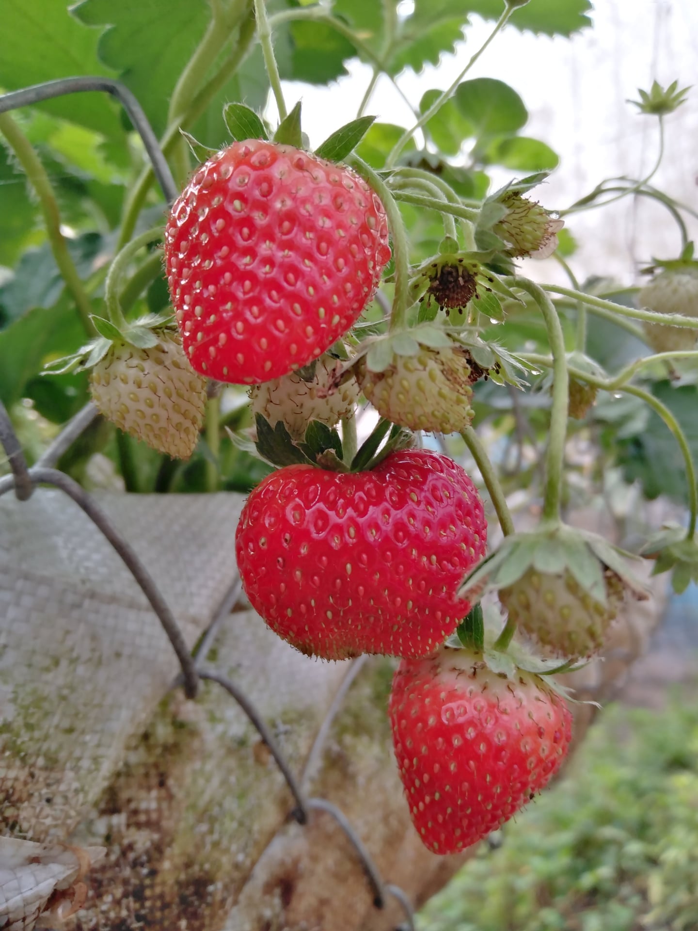 Pethlanna Organic Farm
