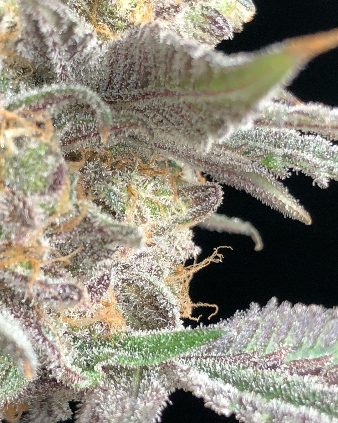 Premium OG