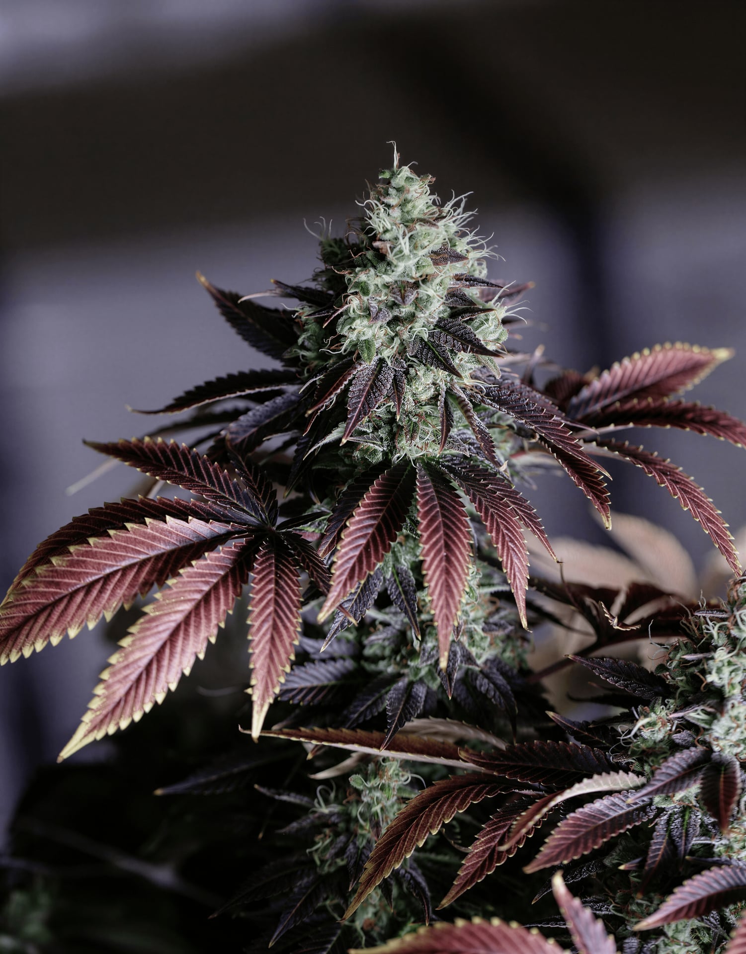 Cannabis Club Wattenscheid e.V