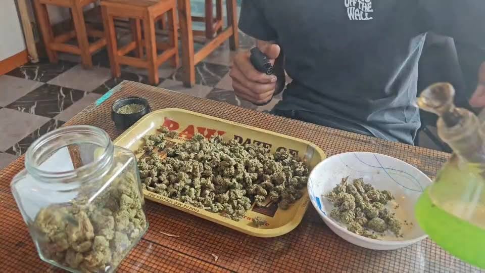 Galleryweed