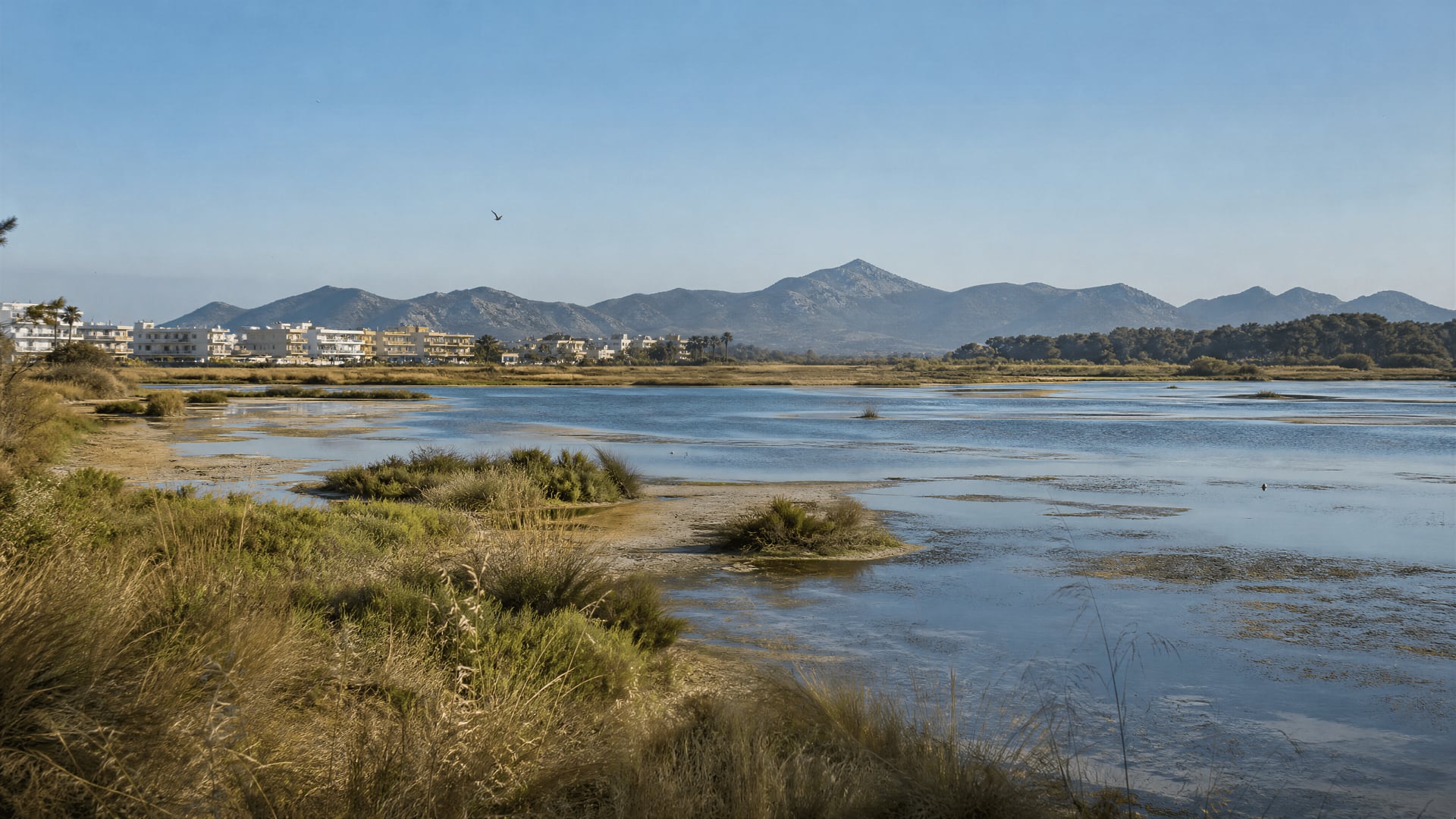 Son Real wetland landscape beside Can Picafort cannabis social club context