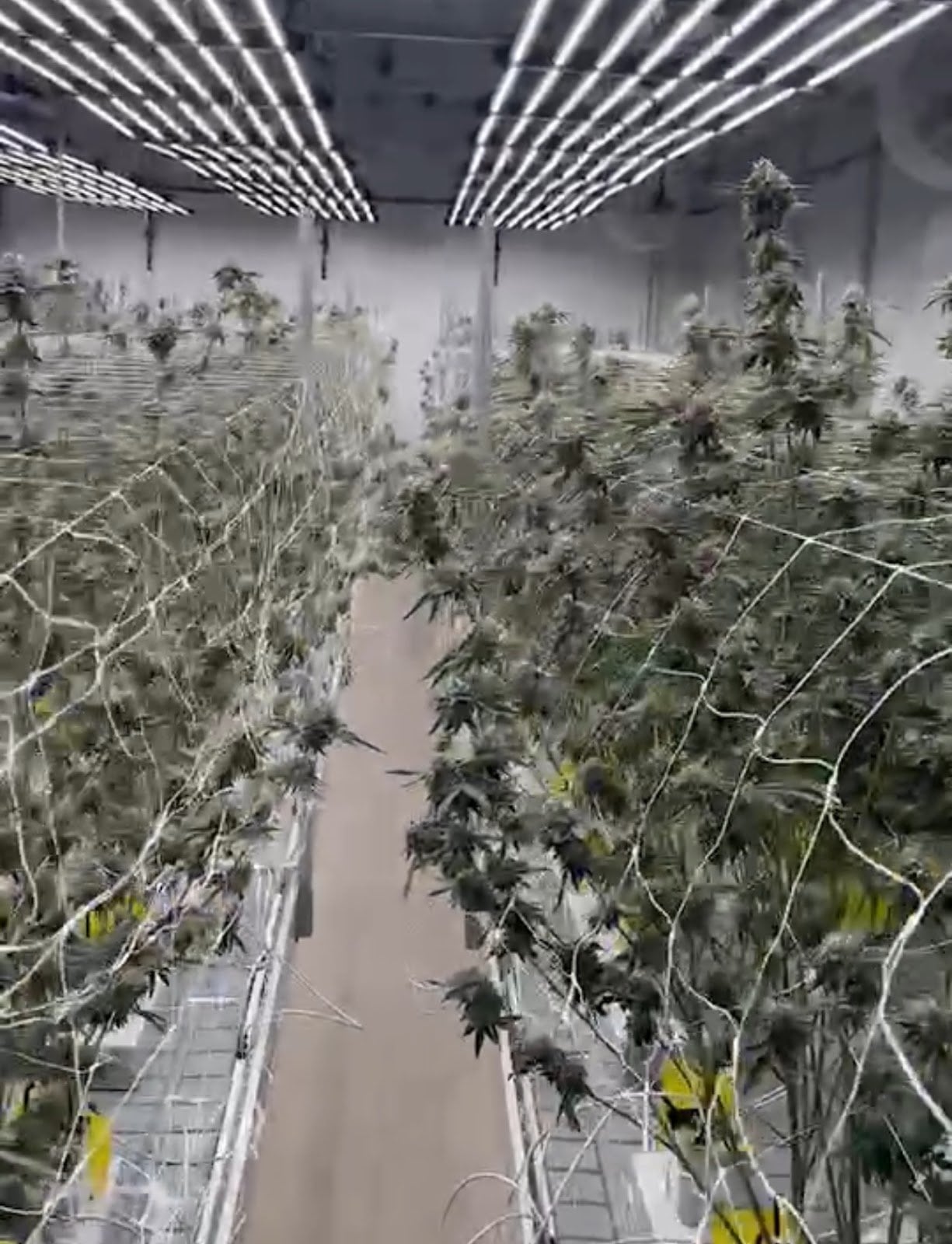 MCC Medical Cannabis Center