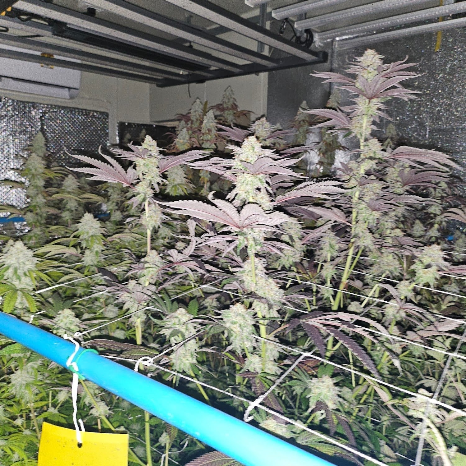 Cannabis Super Premium