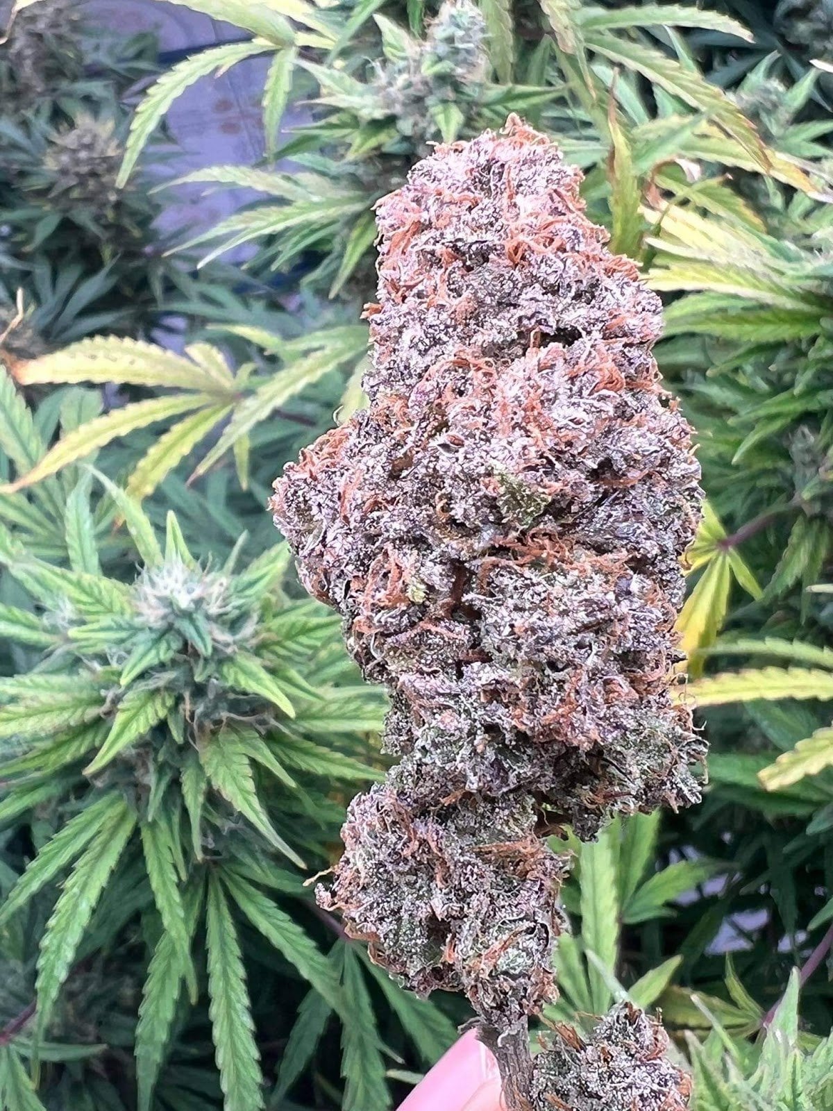 Octagrams Cannabis Dispensary Shop CNX