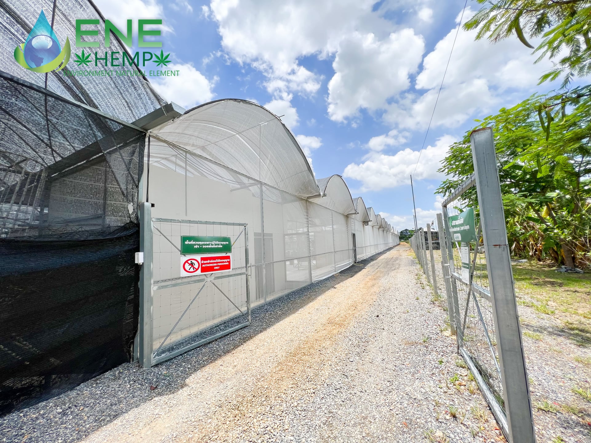 ENE THAI-Hemp