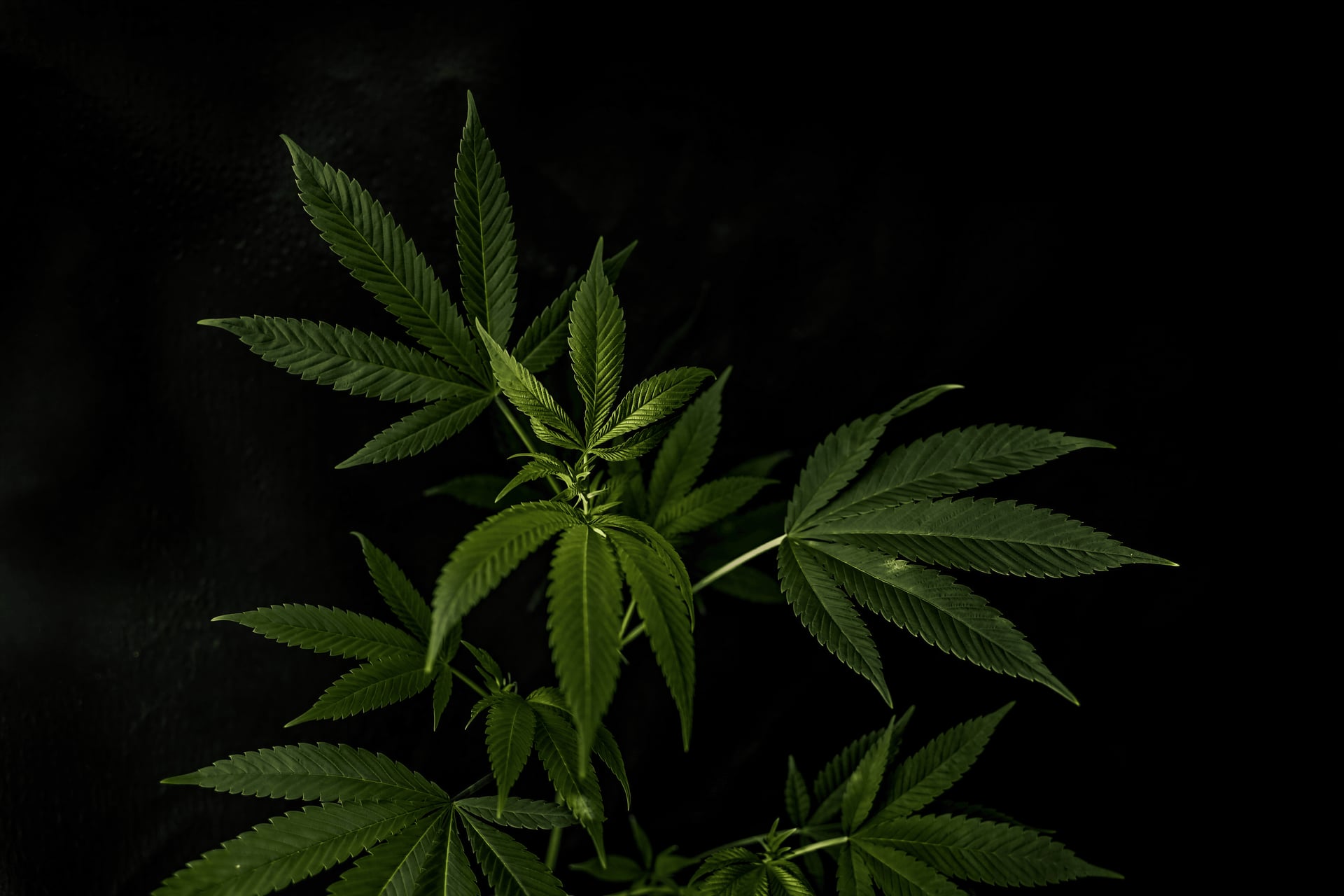 Cannabis Social Club Freiburg