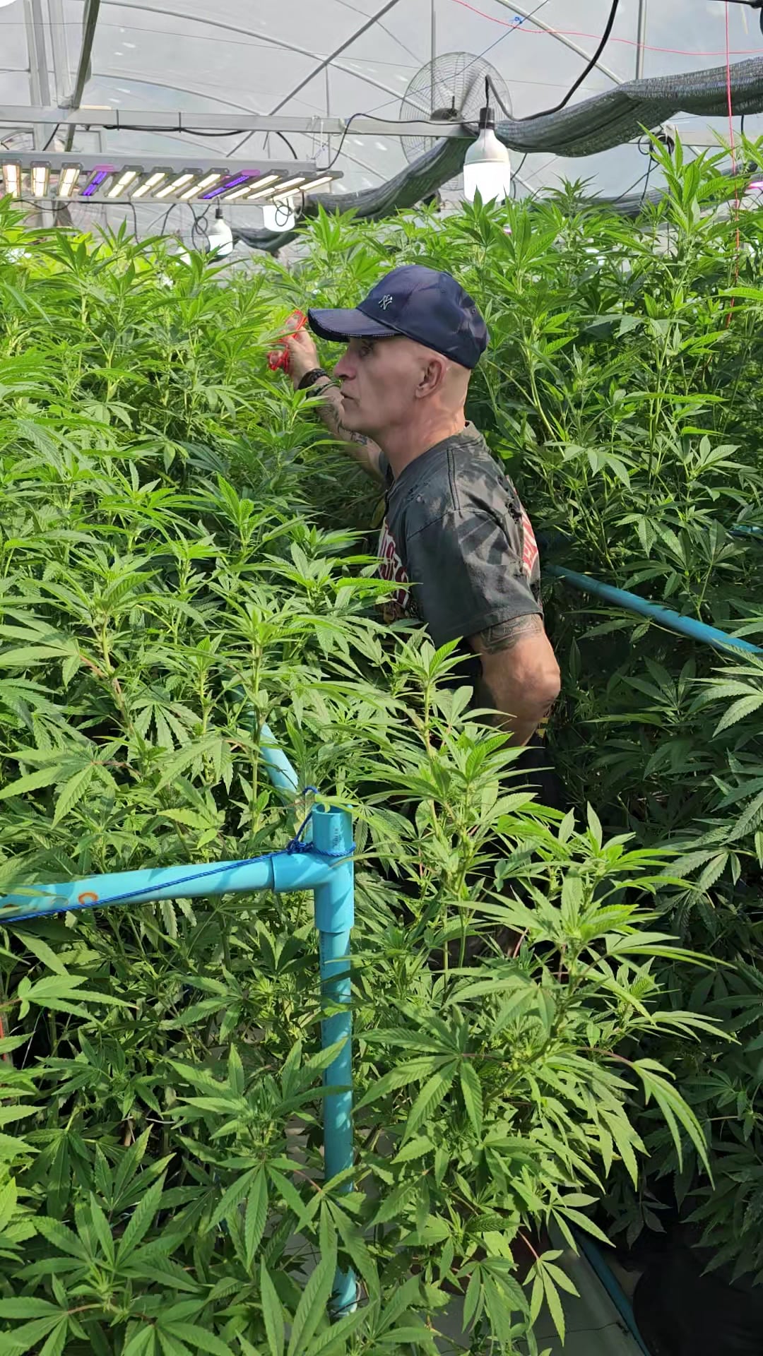 Direct Farm