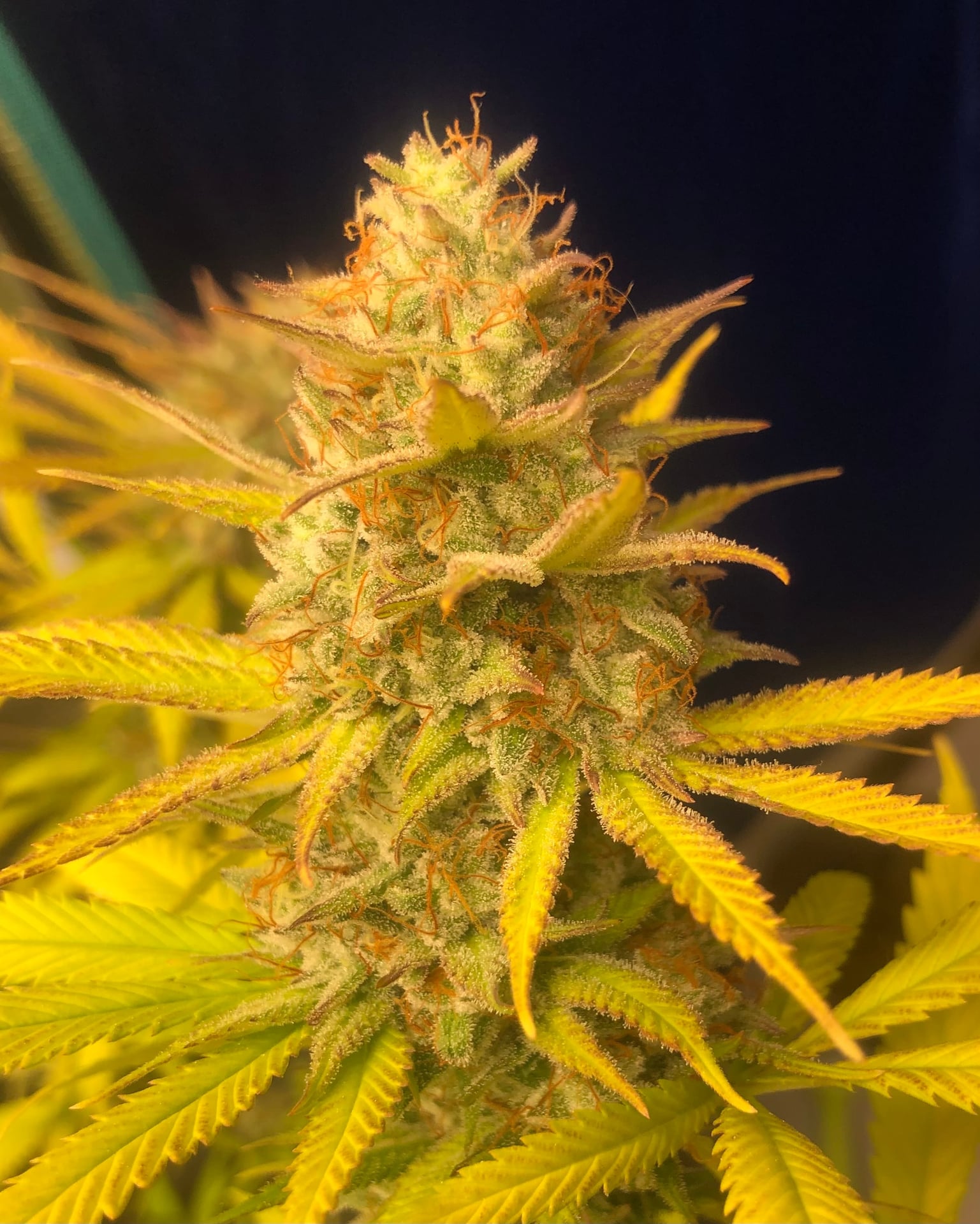Cannabest Weed Shop Hatyai
