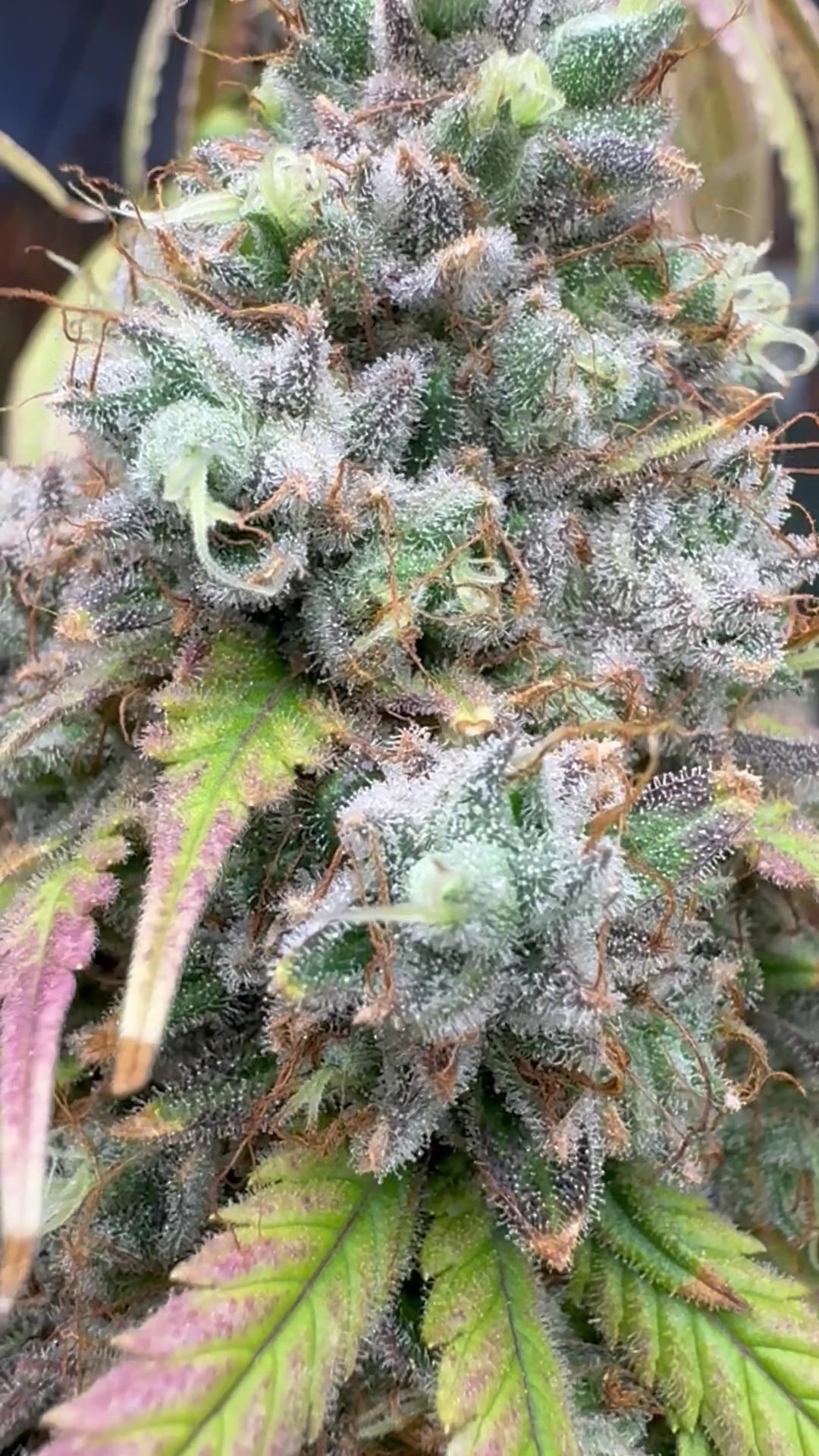 Mintz - Best Weed Phuket