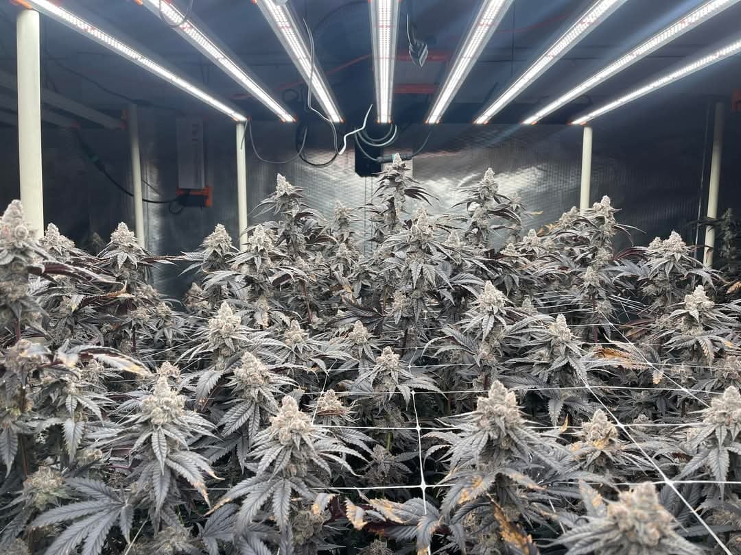 Grow & Grin - Cannabis Friends