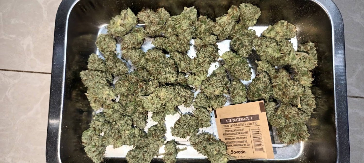 Paradis Buds