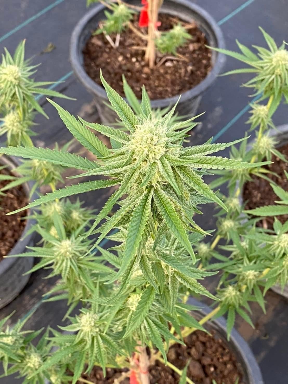 Mars Cannabis Farm