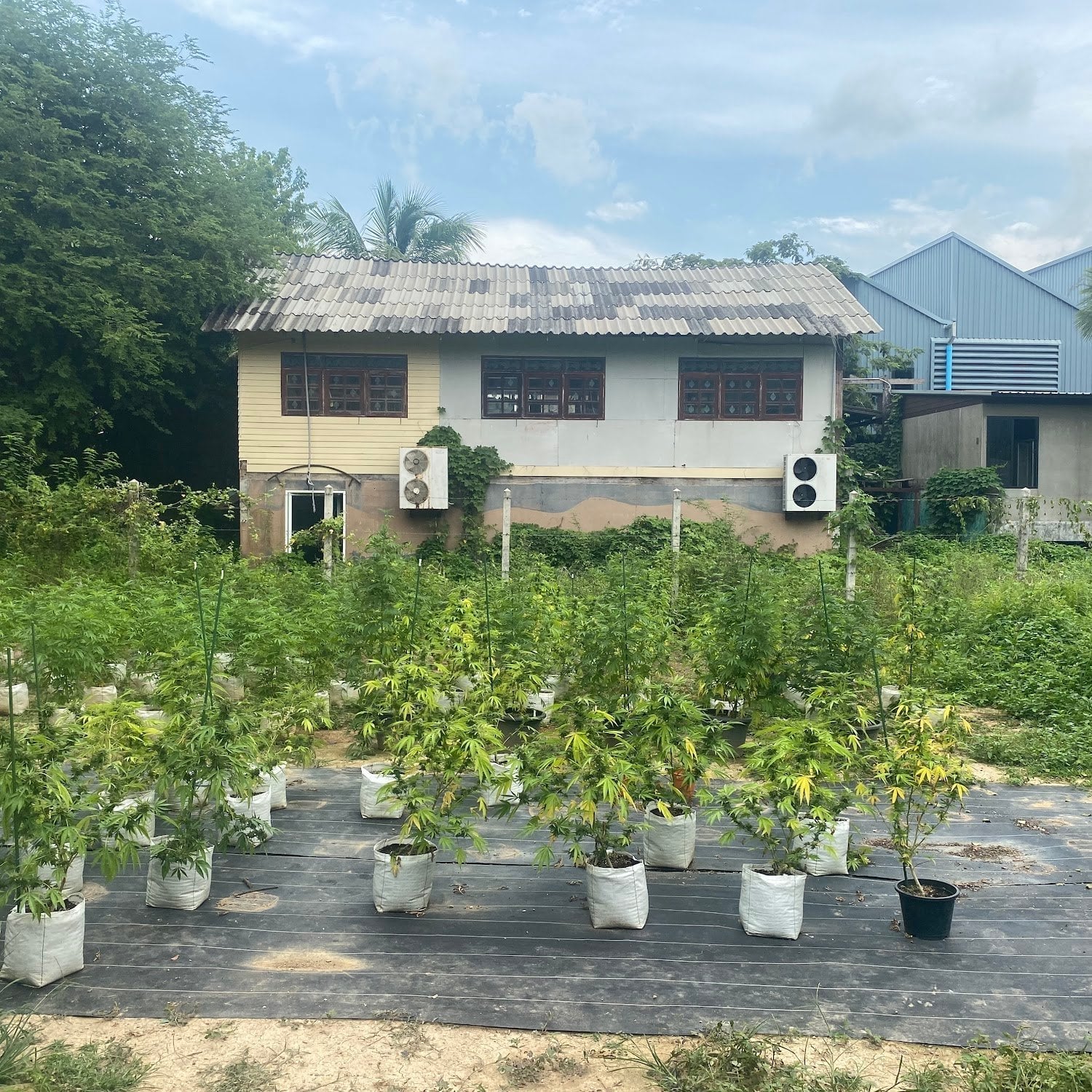Gun Cannabis Farm