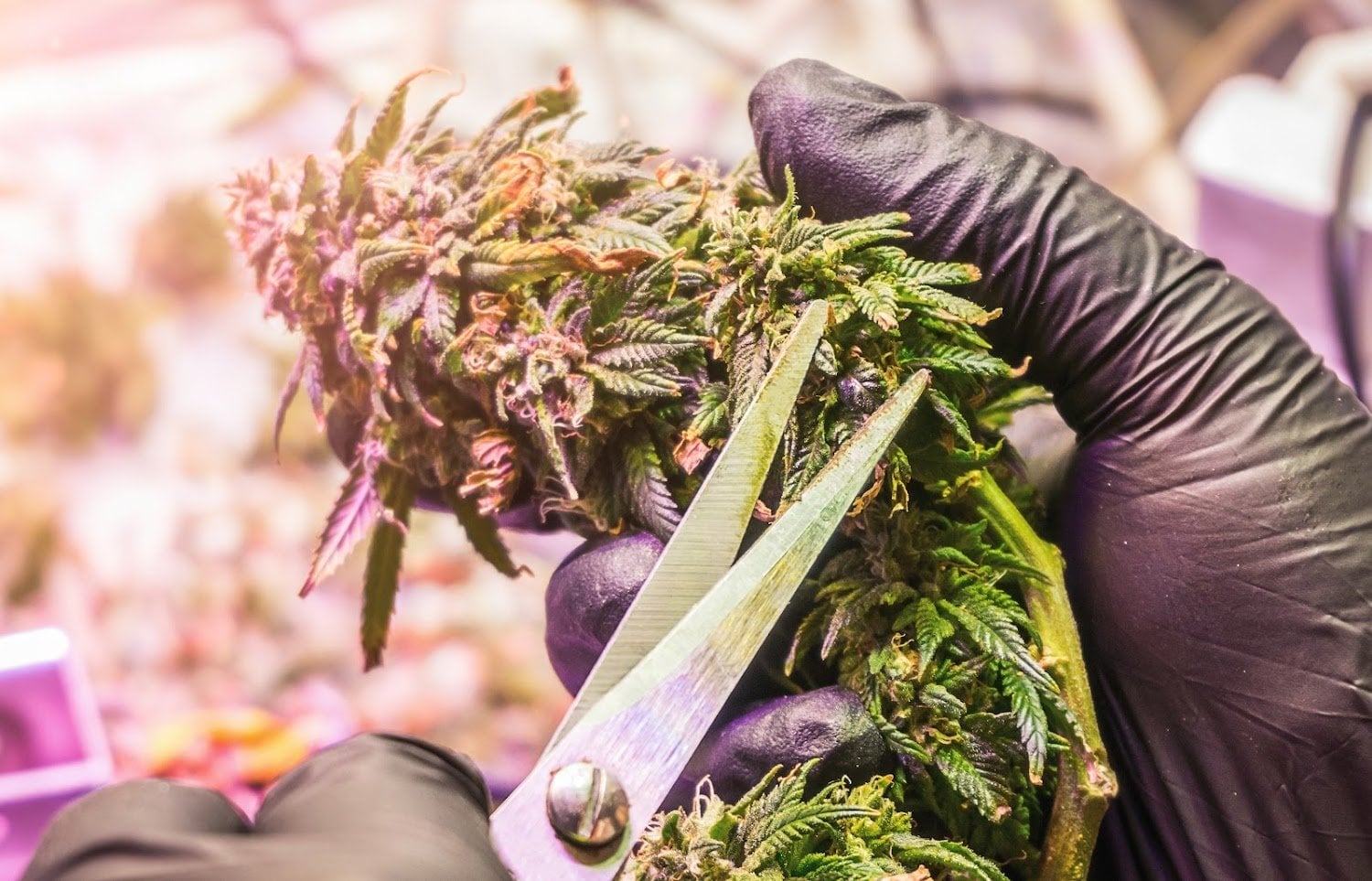 WPS Group Hemp Farm Research Station