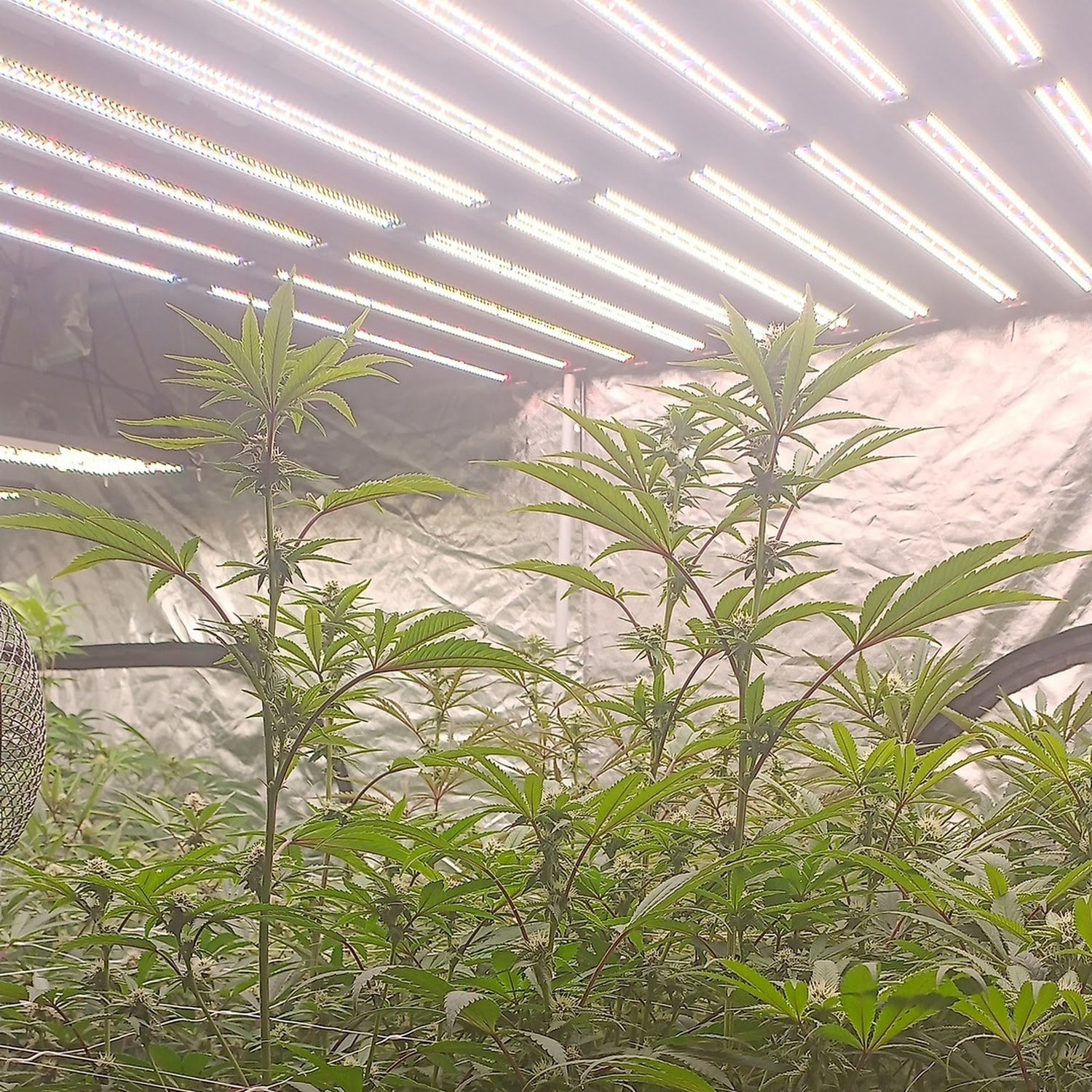 Apollo1988 Cannabis Huai Khwang