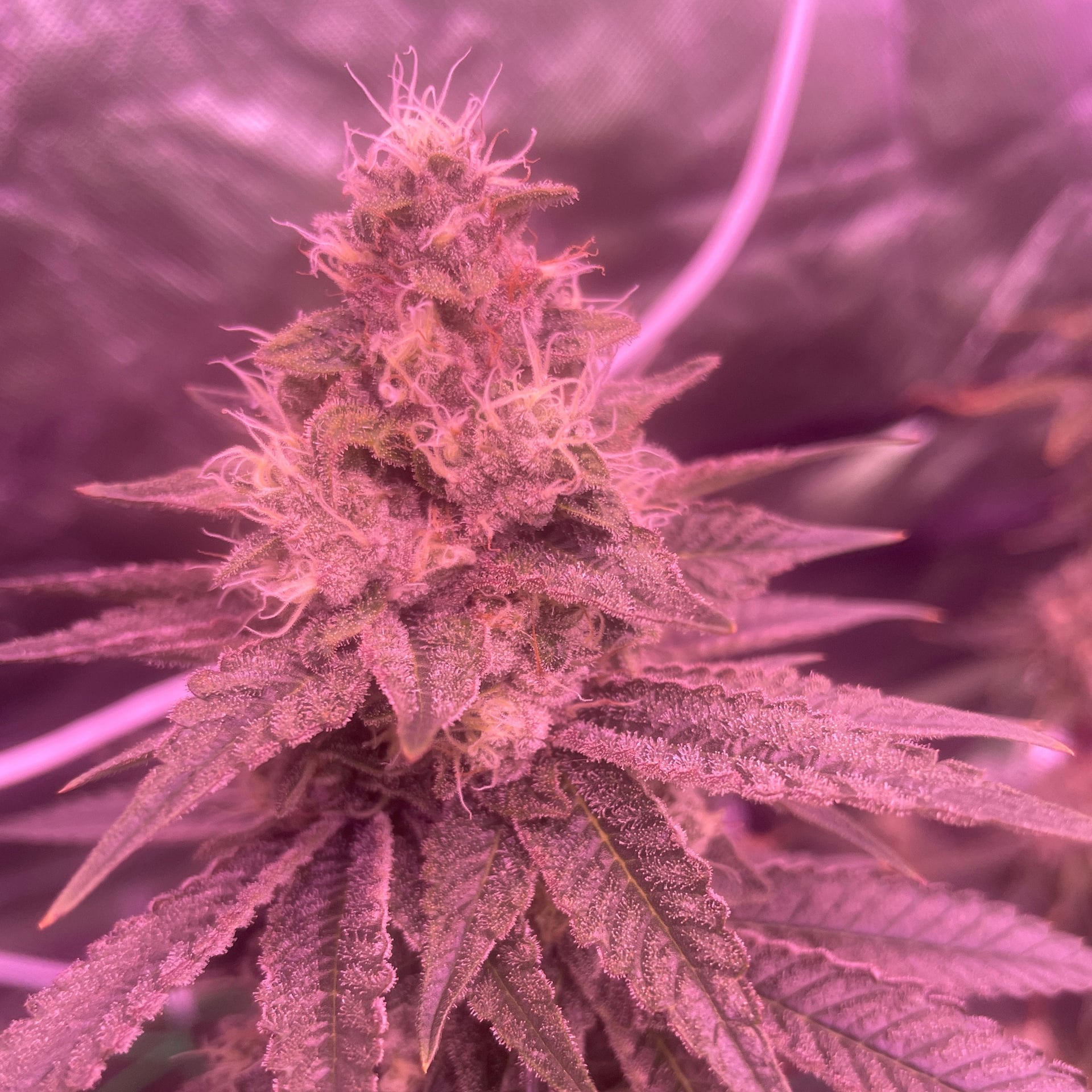 Cali Kush